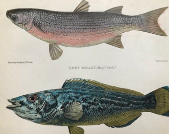 1904 Grey Mullet & Striped Wrasse Original Antique Matted Lithograph - Fishing - Angling - Saltwater Fish - Wall Decor - Available Framed