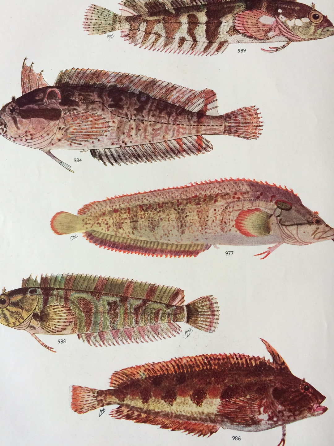 1950 Original Vintage Fish Print - Mounted and Matted - Available ...