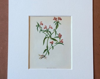 1852 Original Antique Hand-Coloured Anne Pratt Botanical Illustration - Red Hemp Nettle - Flower - Botany - Garden - Available Framed