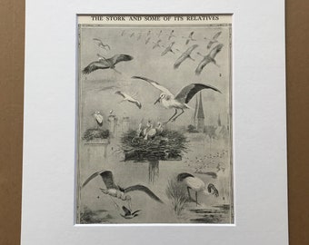1940s The Stork and some of its relatives Original Vintage Print - Mounted and Matted - Ornithology - Bird Art - Framed Vintage Bird Art