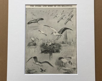 1940s The Stork and some of its relatives Original Vintage Print - Mounted and Matted - Ornithology - Bird Art - Framed Vintage Bird Art