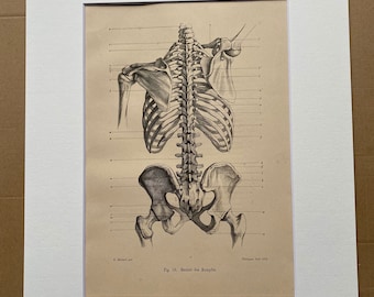 1890 Original Antique Anatomical Print - Skeleton - Bones - Anatomy - Medical Decor - Science - Mounted and Matted - Available Framed