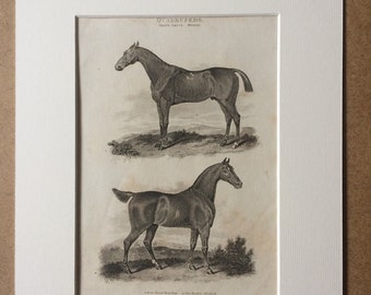 1819 Race Horse Royalist and The Hunter Skylark Original Antique Engraving - Horse - Equine Decor - Horse Breeds - Horse Racing - Framed