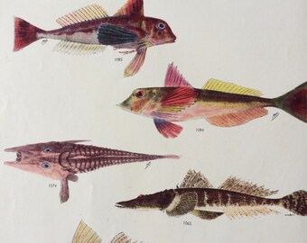 1950 Original Vintage Fish Print - Mounted and Matted - Available Framed - Tropical Fish - Marine Species - Sealife - Ocean Decor