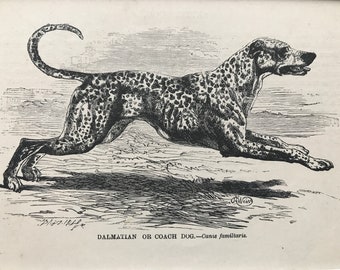 1896 Dalmatian or Coach Dog Original Antique Print - Dog - Canine Decor - Natural History - Mounted and Matted - Available Framed