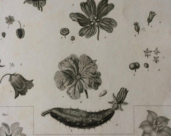 1819 Original Antique Botanical Engraving - Available Mounted and Matted - Botanical Art - Flower - Plant - Petals - Available Framed
