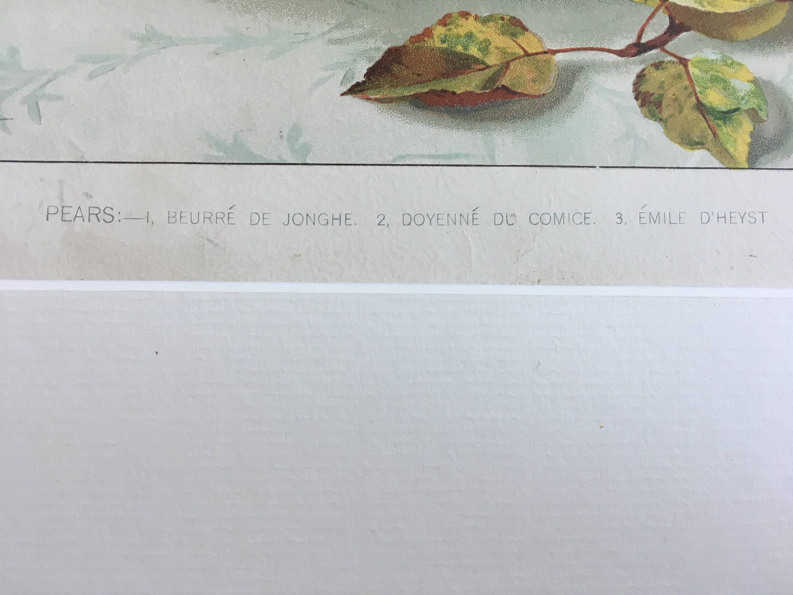 1903 Peras Original Litografía Botánica Antigua Montada y | Etsy
