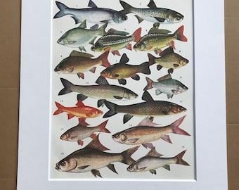 1983 Original Vintage Print - Fish - Ichthyology - Ocean Wildlife - Marine Decor - Mounted and Matted - Available Framed