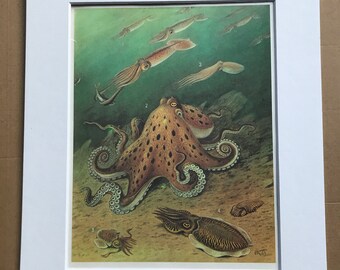 1988 Celaphod Molluscs Original Vintage Print - Octopus - Squid - Marine Decor - Ocean Wildlife - Mounted and Matted - Available Framed