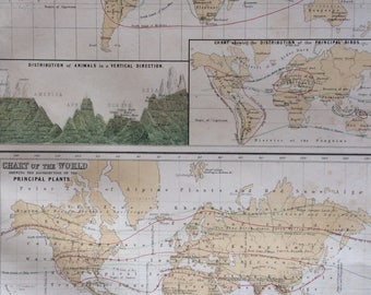 1859 ZOOLOGY and BOTANY large rare original antique A & C Black World Maps with inset maps and engravings