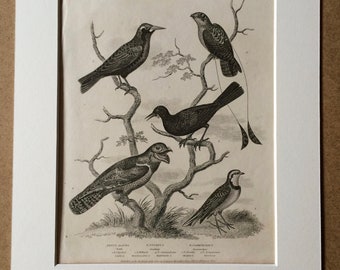 1819 Original Antique Engraving - Ornithology - Lark, Starling and Goatsucker - Passeres - Vintage Bird Art - Available Matted and Framed