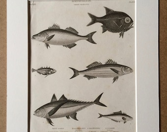 1819 Original Antique Engraving - Stickleback and Mackerel - Fish - Ichthyology - Marine Decor - Available Matted and Framed