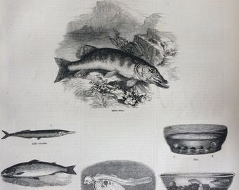 1856 Large Original Antique Fish Engraving - Salmon, Pike, Garfish, Flying Fish, Spawn of Salmon  - Marine Wall Decor - Fishing