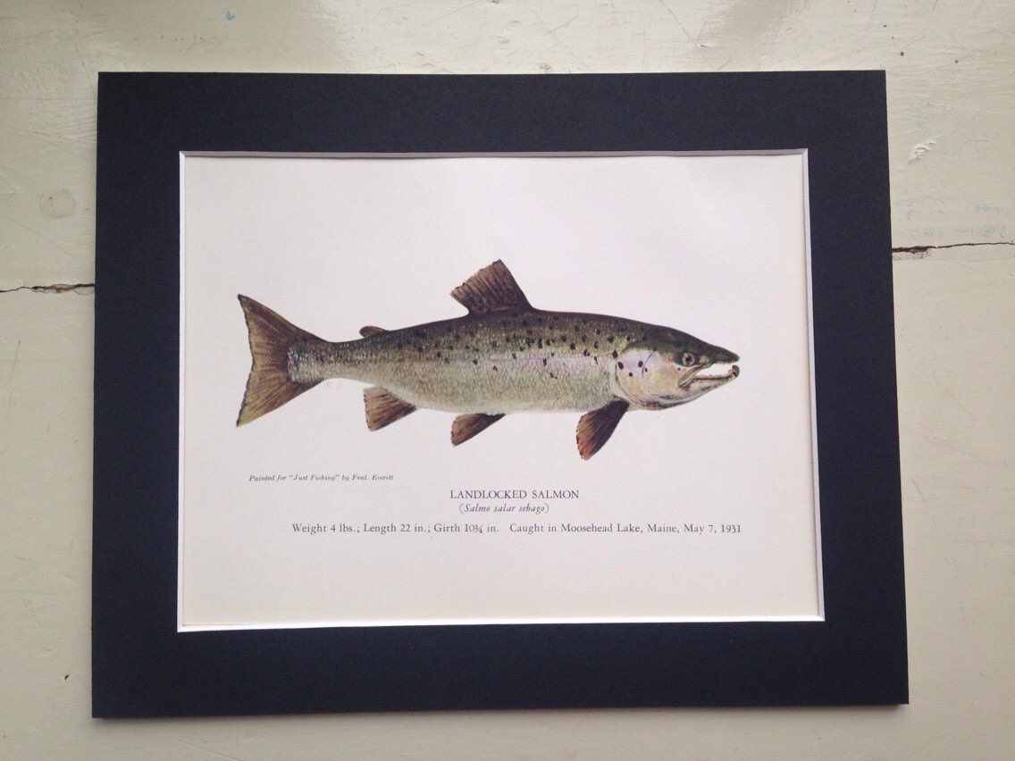 1937 Matted Fish Print Landlocked Salmon caught in Moosehead Lake