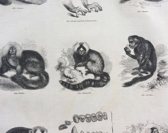 1856 Large Original Antique Engraving - Monkey Species, Primates, Marmoset, Squirrel Monkey, Couxio, Teeth, Anatomy - Wildlife Wall Decor