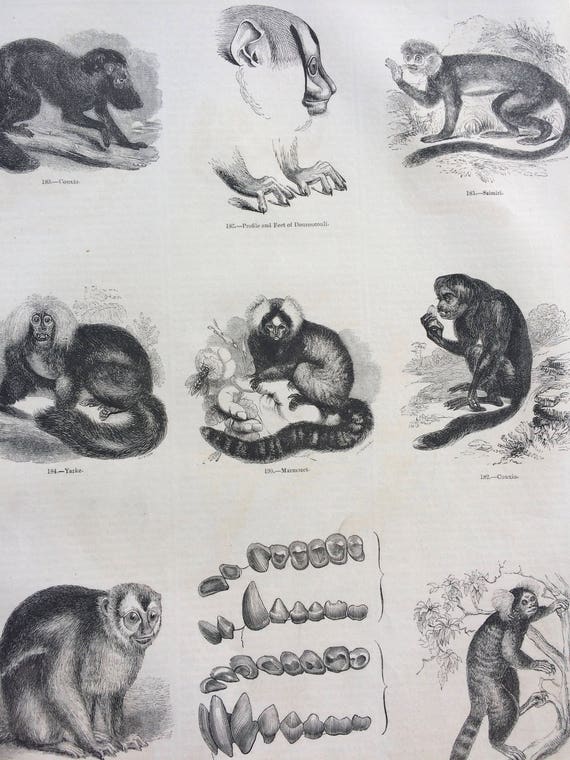 Grabado antiguo original de gran tamaño de 1856: especies de monos,  primates, tití, mono ardilla, couxio, dientes, anatomía: decoración de  pared con
