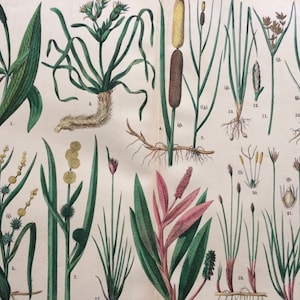 1890 年 大型オリジナルアンティーク植物リトグラフ - 植物プリント - 植物学 - 植物 - 植物アート - 壁装飾 - 草 - スゲ - 葦