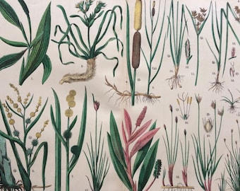 1890 Large Original Antique Botanical Lithograph - Botanical Print - Botany - Plants - Botanical Art - Wall Decor - Grass - Sedge - Reed