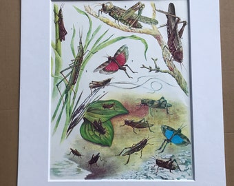 1984 Life Forms of Locusts Original Vintage Print - Insect Art - Mounted and Matted - Available Framed