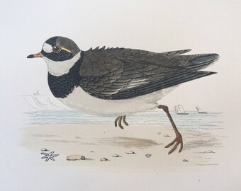 1903 Ringed Dotterel Original Antique Matted Hand-Coloured Engraving - Ornithology - Available Framed - Wildlife - Decorative Art