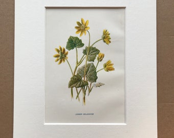 1878 Lesser Celandine Original Antique Botanical Lithograph - Botany - Wild Flower - Wall Decor  - Home Decor - Available Framed