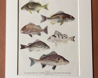 1950 Original Vintage Fish Print - Mounted and Matted - Available Framed - Tropical Fish - Marine Species - Sealife - Ocean Decor