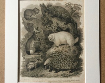1819 Porcupine and Cavy Original Antique Engraving - Available Mounted and Matted - Wildlife Decor - Mammal - Framed