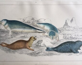1852 Original Antique Hand-Coloured Engraving - Common Seals and Fetid Seal - Marine Wildlife - Zoology - Natural History - Decorative Print