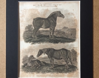 1819 Suffolk Agricultural Punch Horse and Suffolk Mare and Foal Original Antique Engraving - Horse - Equine Decor - Horse Breeds - Framed