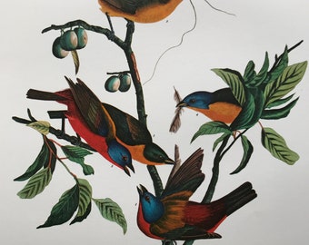 Painted Finch (Fringilla Ciris) Large Original Vintage 1964  Audubon Print, 14 x 17 inches, Bird Decor, Vintage Decor, Ornithology