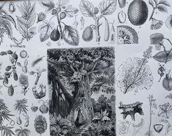 1869 Botany Large Original Antique Illustration - Cannabis Sativa, Fig Tree, Buckwheat, Breadfruit - Botanical Art - Mounted and Matted