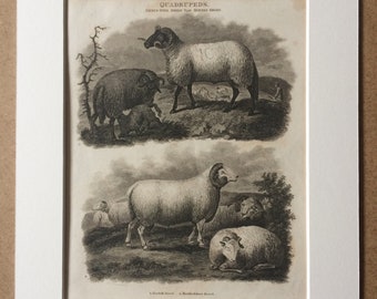 1819 Norfolk Breed and Hertfordshire Breed Original Antique Engraving- Sheep Print - Agriculture - Farm Animal - Sheep Breeds - Framed