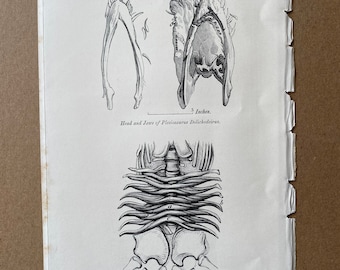 1858 Head and Jaws & Compound Sternal Costal Arcs of Plesiosaurus Dolichodeirus Original Antique Engraving - Geology Fossil - Palaeontology