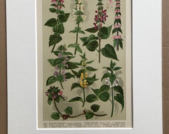 1911 Original Antique Botanical Lithograph - Mounted and Matted - Mint - Plant - Botany - Available Framed