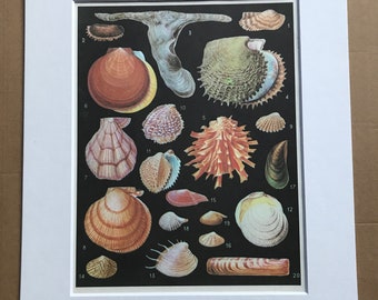 1988 Bivalve Sea Molluscs Original Vintage Print - Bivalvia - Marine Decor - Ocean Wildlife - Mounted and Matted - Available Framed