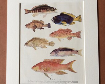 1950 Original Vintage Fish Print - Mounted and Matted - Available Framed - Tropical Fish - Marine Species - Sealife - Ocean Decor