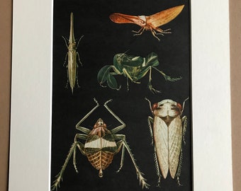 1968 Original Vintage Print - Entomology - Homoptera - Cicada - Insect Art - Mounted and Matted - Available Framed