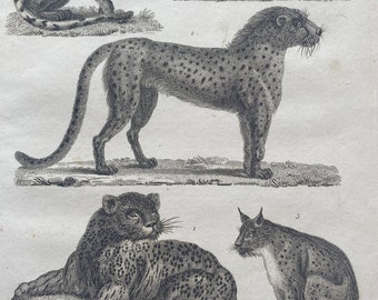 1810 Panther, Hunting Leopard, Ounce, Wild Cat, American Lynx Original Antique Copperplate Engraving - Wildlife - Big Cat - Available Framed