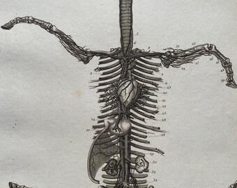 1810 Farriery - A View of the Arteries and Veins as connected with the Heart Original Antique Copperplate Engraving - Available Framed