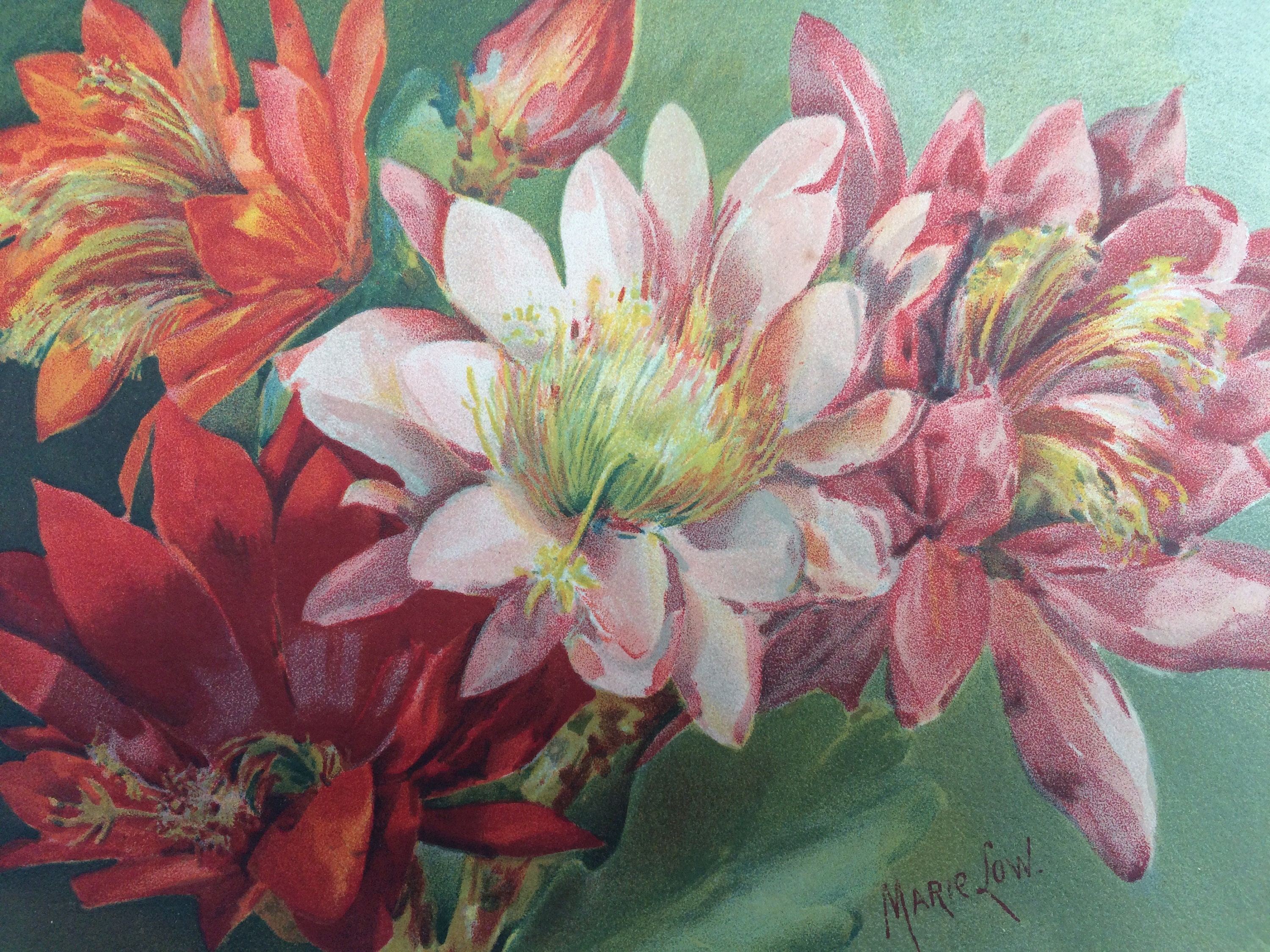 1898 Hermosa impresión de flores antiguas grandes enmarañada Etsy España