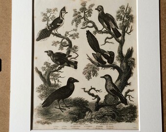 1819 Original Antique Engraving - Ornithology - Raven, Magpie, Nutcracker, Jay, Crested Jay, Roller - Bird Art - Available Matted and Framed