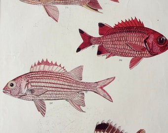 1950 Original Vintage Fish Print - Mounted and Matted - Available Framed - Tropical Fish - Marine Species - Sealife - Ocean Decor