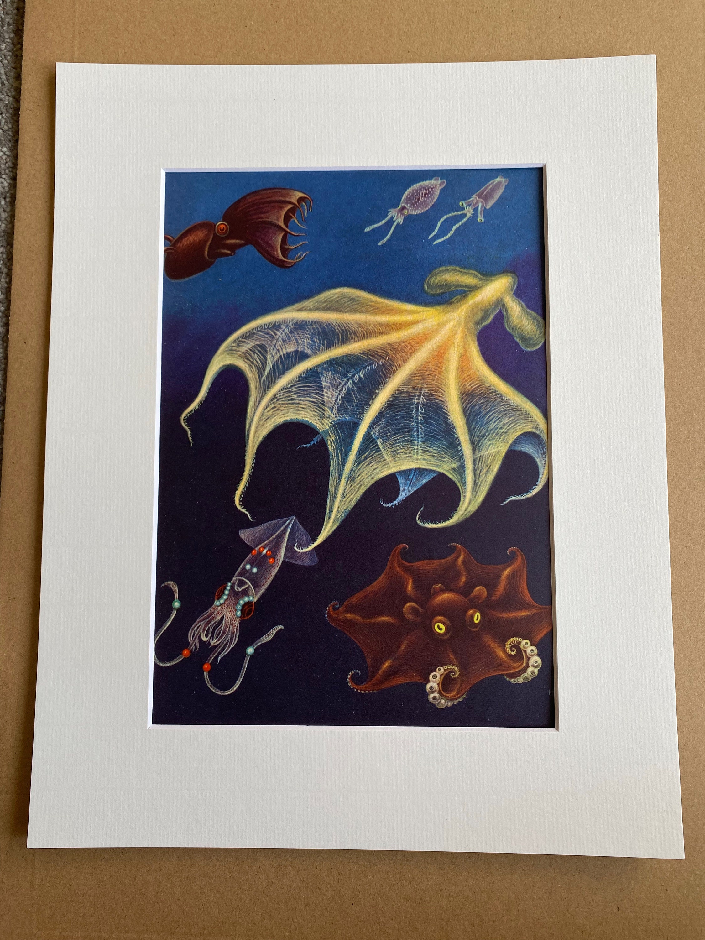 1968 Original Vintage Cephalopod Print Japanese Pancake Devilfish