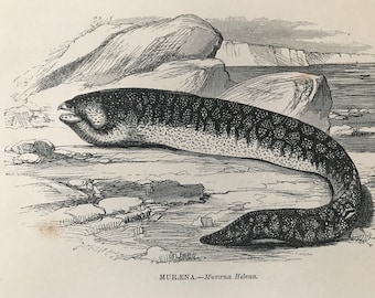 1863 Muraena Original Antique Print - Fish - Ichthyology - Ocean Wildlife - Marine Decor - Mounted and Matted - Available Framed