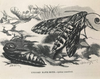 1863 Unicorn Hawk-Moth Original Antique Print - Entomology - Insect - Mounted and Matted - Available Framed
