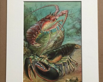 1968 Colourful Vintage Lobster Print - Mounted and Matted - Available Framed - Crustacean - Ocean Wildlife - Marine Decor