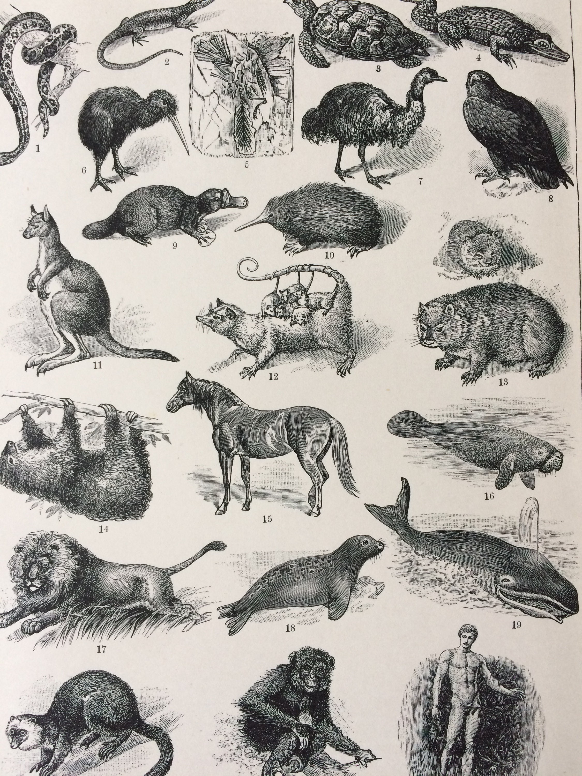 1900 Animal Kingdom Original Antique Print Mounted and Matted Available Framed Reptile