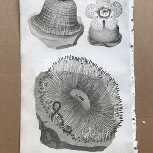 May include: Antique botanical illustration featuring three detailed drawings of sea anemones. The print includes the scientific names Actinia Varia, Actinia Dianthus, and Actinia Cereus, with the text "Rose-tipped Actinea" below. The artwork is in black and white.