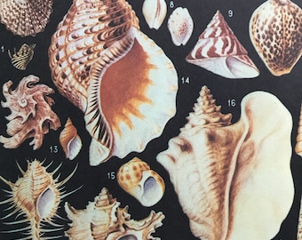 1988 Sea Shells Original Vintage Print - Marine Decor - Ocean Wildlife - Conchology - Mounted and Matted - Available Framed