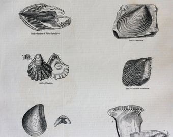 1856 Large Original Antique Sea Shell Engraving - Shellfish - Conchology - Oyster - Marine Wildlife - Wall Decor - Home Decor - Marine Decor
